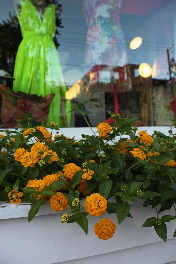 A short-growing, yellow lantana in the window box outside Fia’s Fabulous Finds