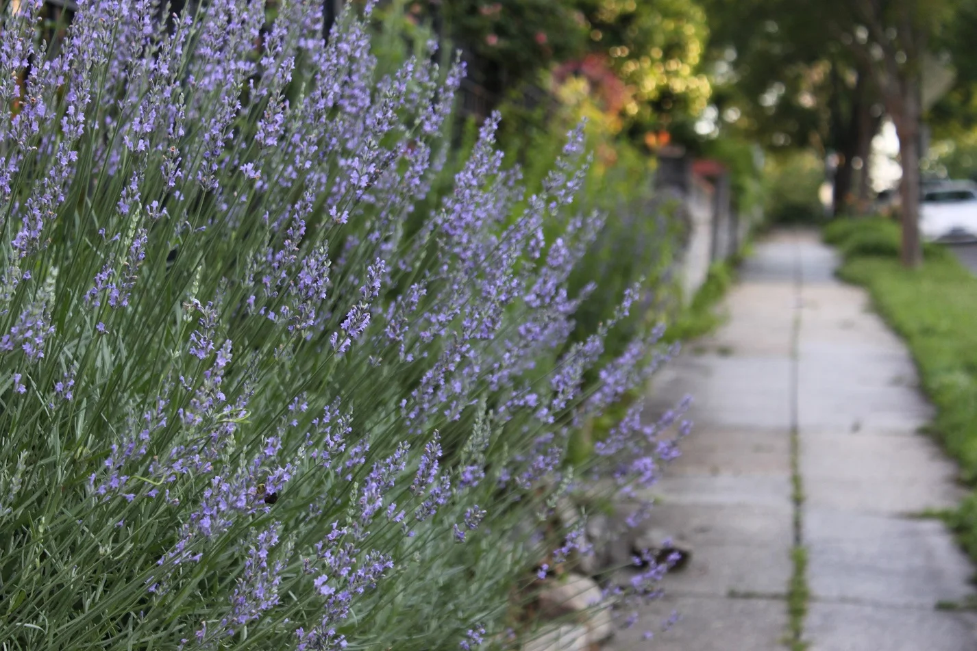 Lavender spilling over a retaining wall on 9th St.