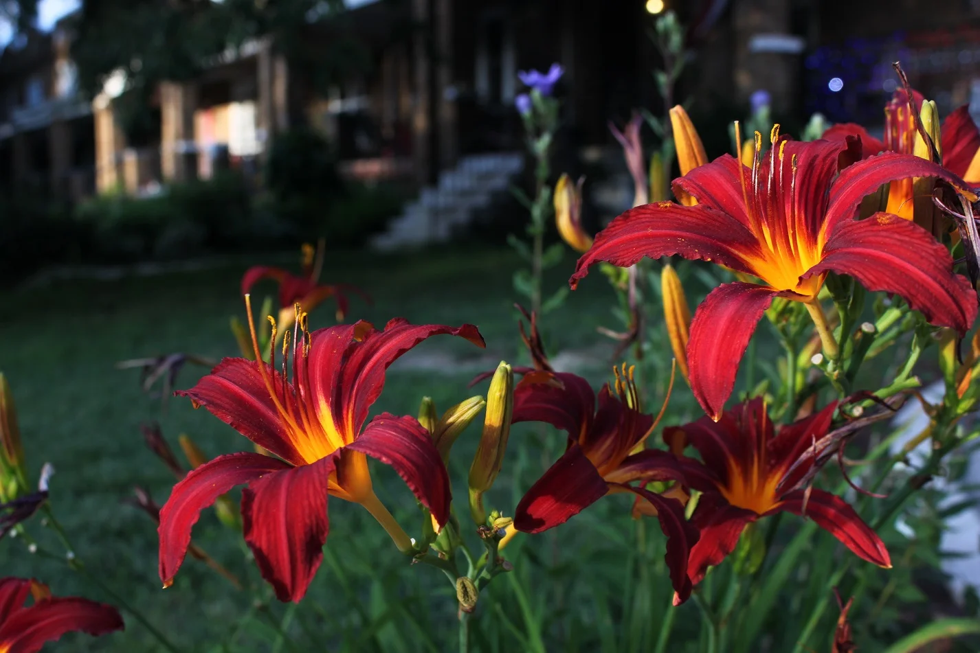 Daylilies on the outside of Sherman Circle.