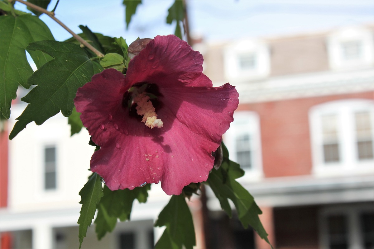 A dark pink Rose of Sharon on 5th Street NW.