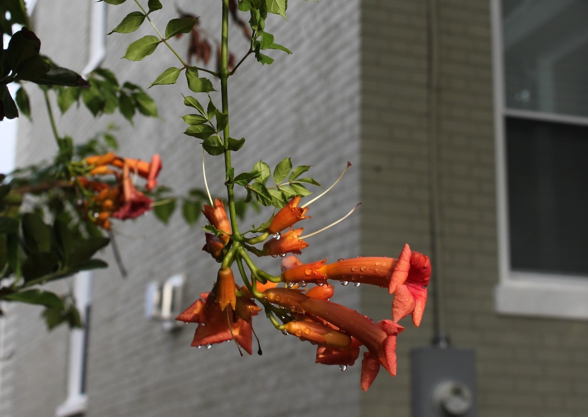 Trumpet creeper hanging in an alley on 5th Street NW.