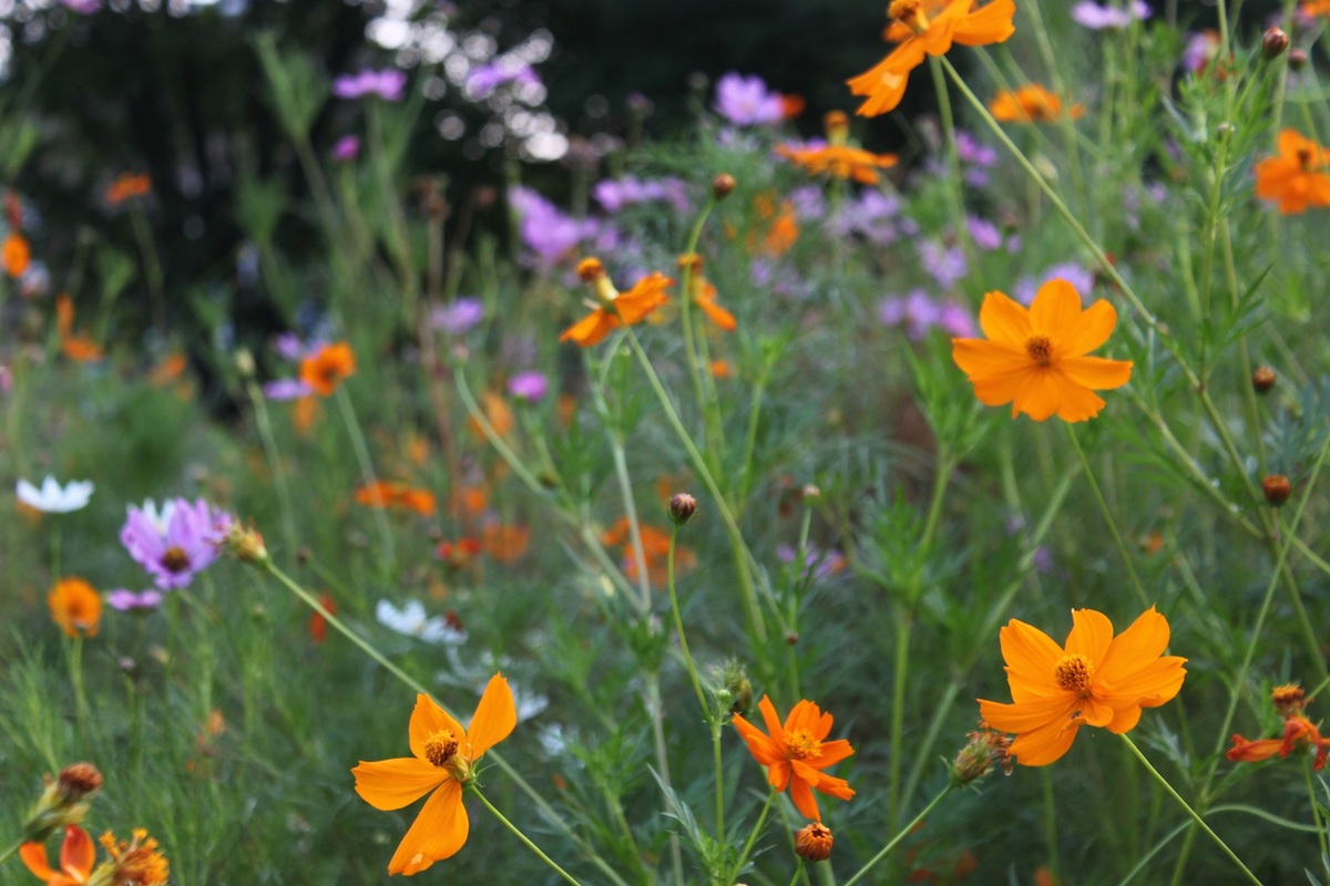 Orange, lavender and white cosmos blooming in Grant Circle. The seeds are easy to collect this time of year.