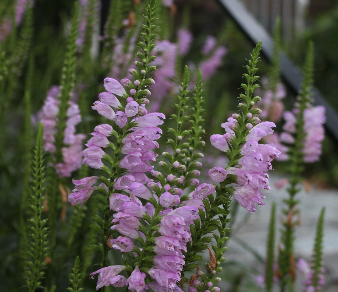Obedient plant in a RiverSmart garden on Crittenden Street.