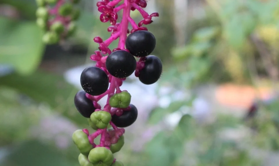 The structures left after the berries come off almost look like flowers.
