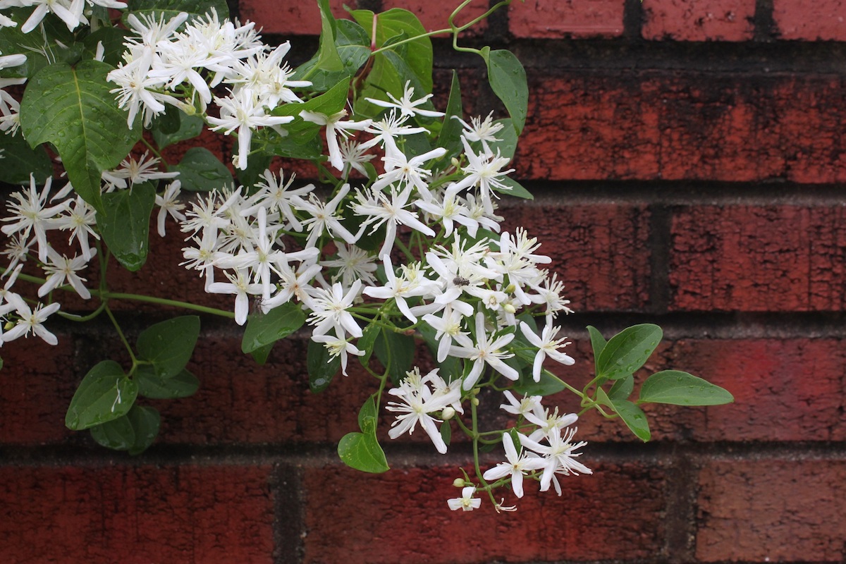 A Japanese clematis looking artsy in front of a brick wall.