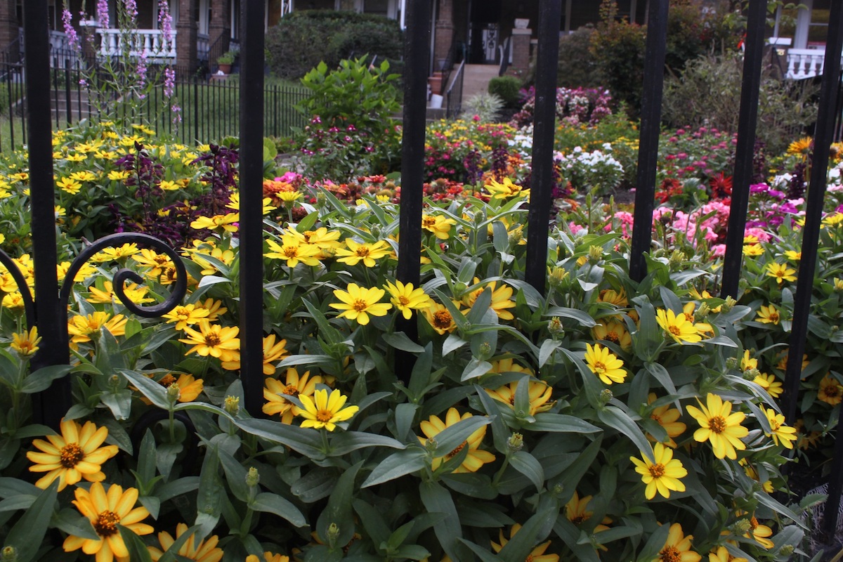 A fantastic garden featuring lots of yellow zinnias on Sherman Circle.
