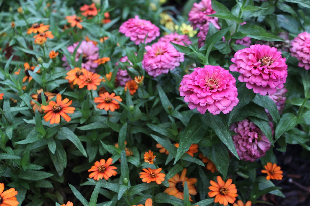 Orange and pink zinnias in the curb strip along Decatur Street.