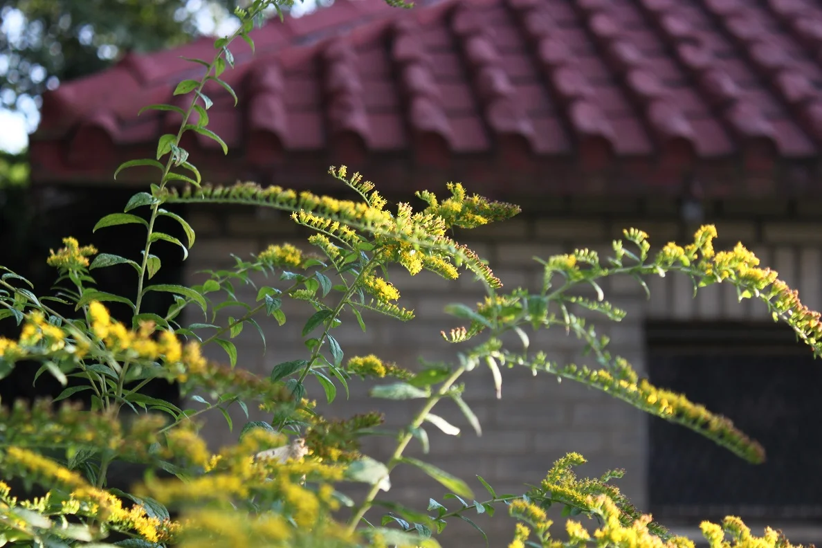 Goldenrod on Varnum Street.