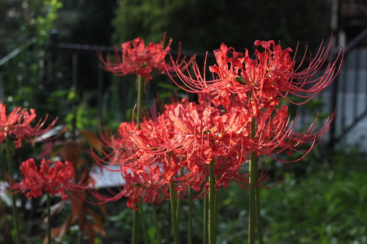 Spider lilies catching the late afternoon sun on Allison Street.