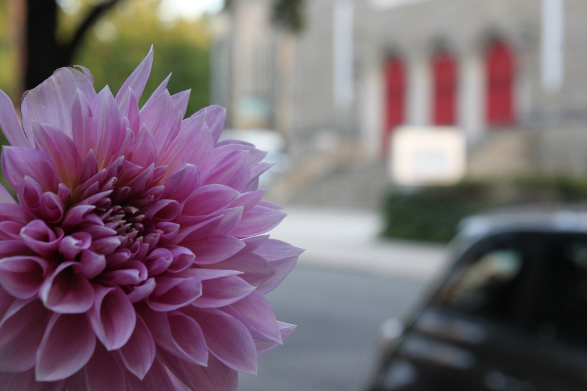 A pink dahlia across the street from Center City Charter School on Webster Street.