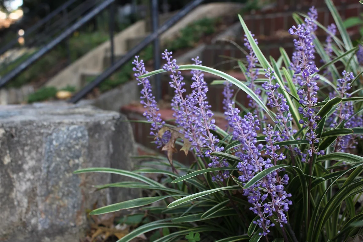 Variegated liriope in bloom on Varnum Street.