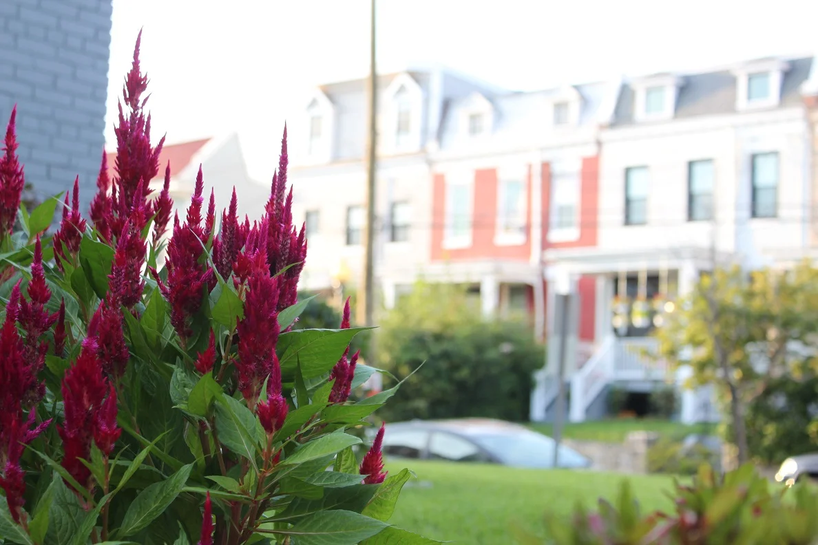 Spike-shaped celosia on 5th Street.