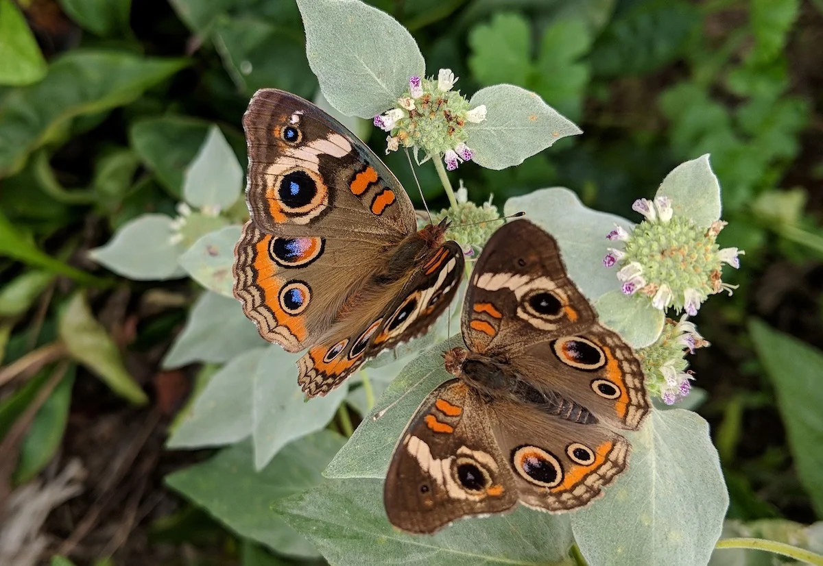 Common Buckeyes are named for their distinctive spots.
