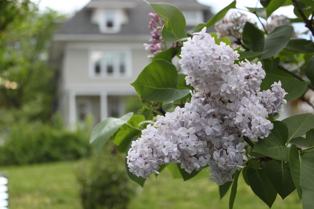 Spring has come to Petworth, and with it, the new blooms.