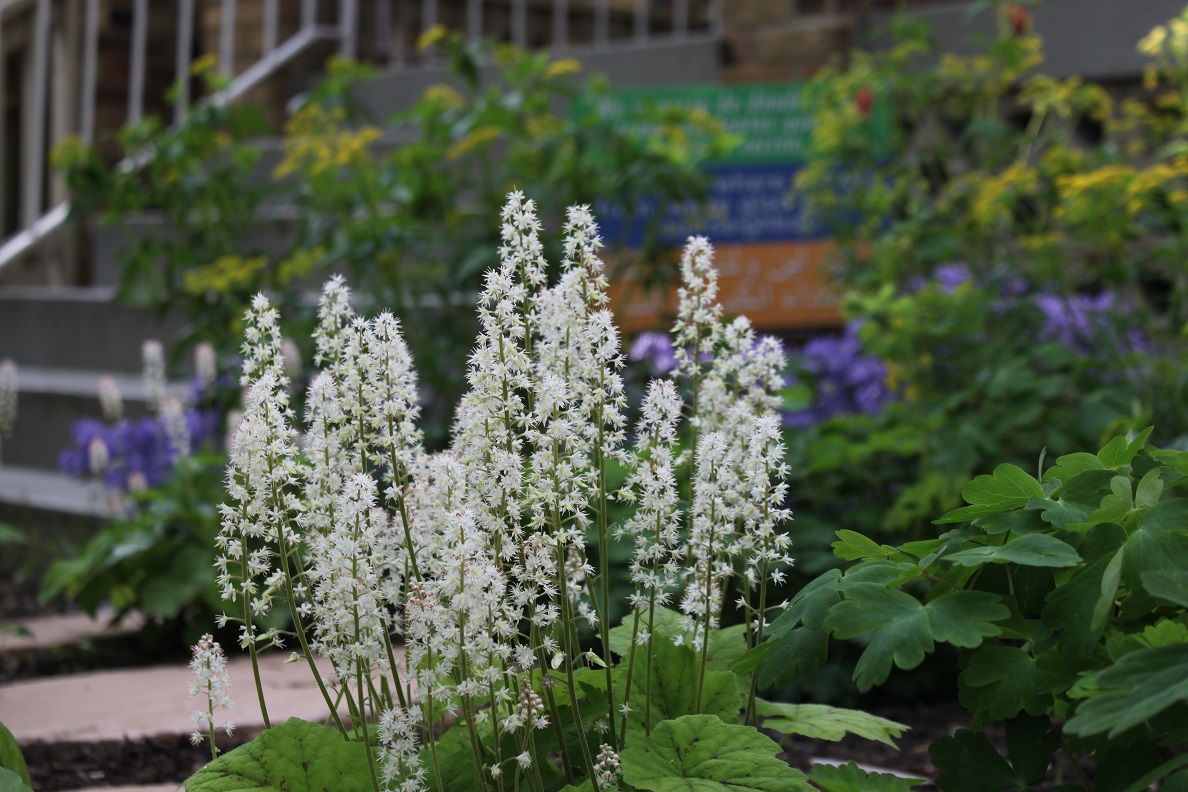 Foamflower on Allison Street NW. The yellow flowers in the background are Golden Alexander, and the blue is Woodland Phlox.