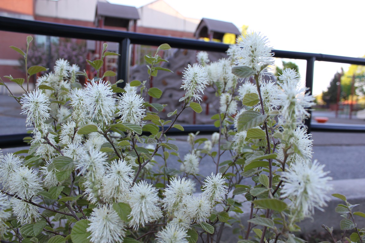 Fothergilla at the Barnard Playground