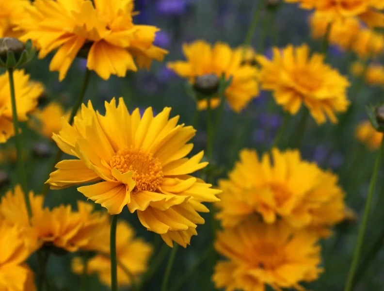 Large flowered Coreopsis in Grant Circle, with blue Bachelor’s Buttons in the background.