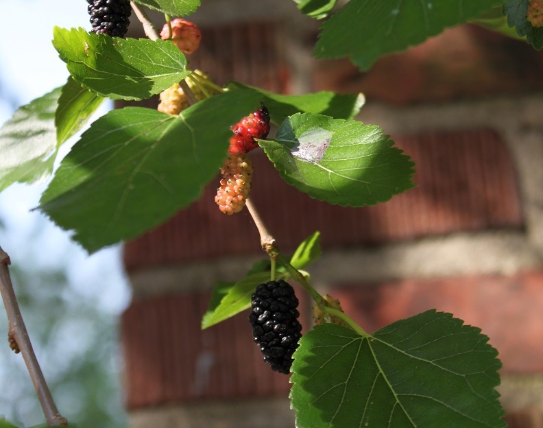 Mulberry tree in an alley behind New Hampshire. The black fruits are ripe.