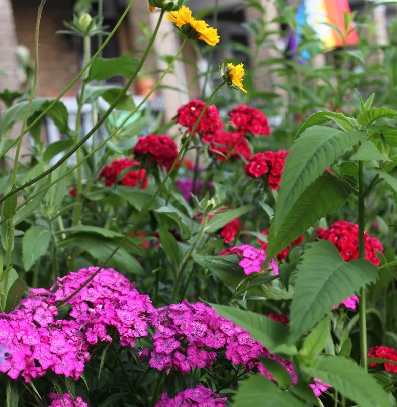 Red and pink Dianthus on 4th St. The yellow flower is a coreopsis.