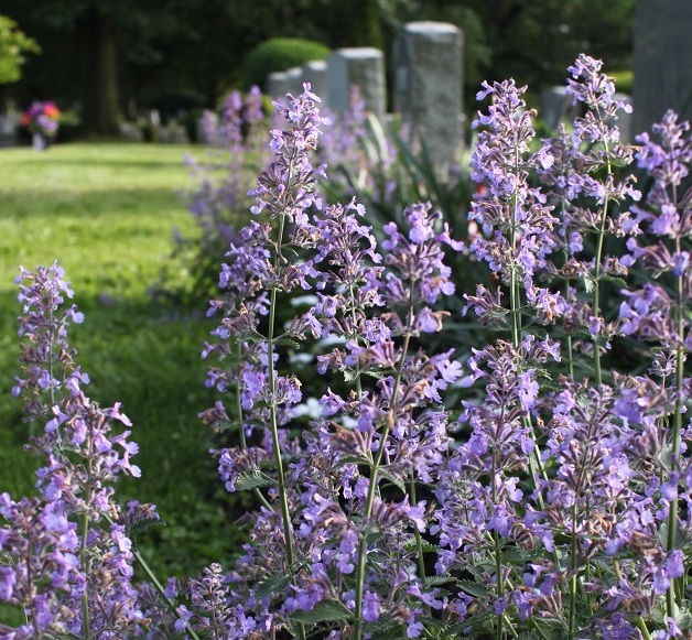 Catmint in the Rock Creek Church cemetery.
