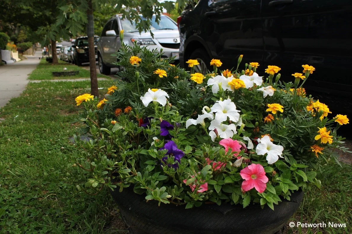 Blue, white and pink petunias in a tire planter on 8th Street. Yellow marigolds in the back.