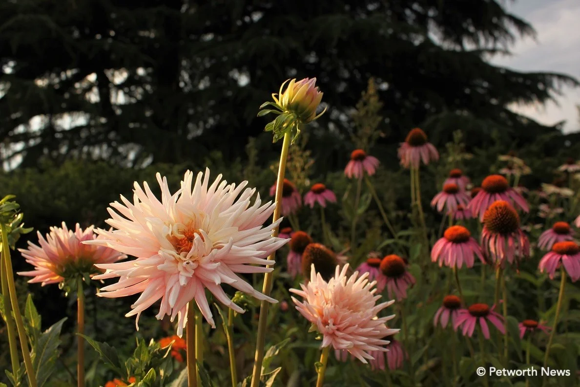 “ Pinwheel” dahlia in Grant Circle. Purple coneflower in the back.