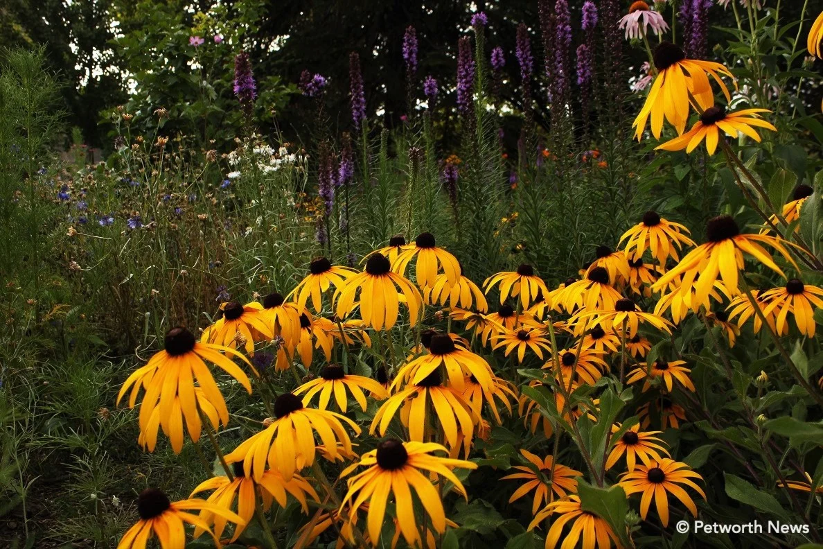 Black-eyed Susan hybrid in Grant Circle. Liatris in the background.