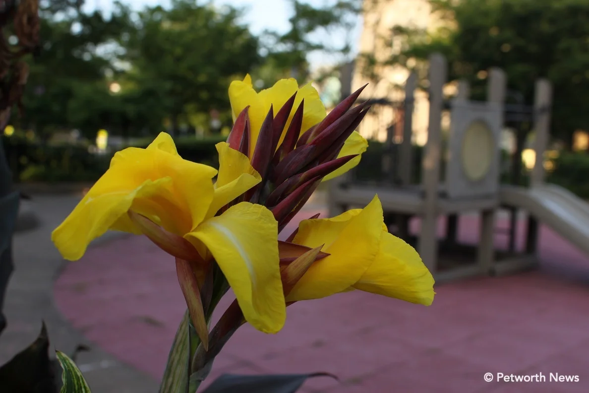 Yellow Canna Lily at the Grant Circle playground.