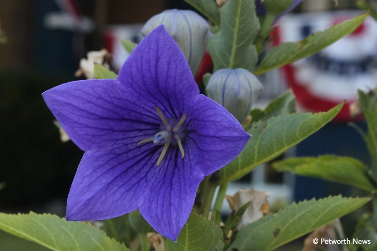 Blue balloon flower on Sherman Circle. Two unopened flowers in the back show the “balloon” shape.