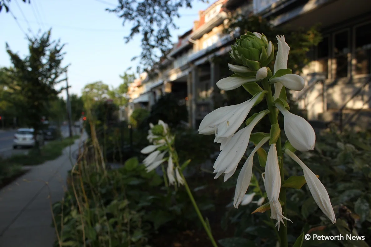 White hosta flowers along New Hampshire Avenue.