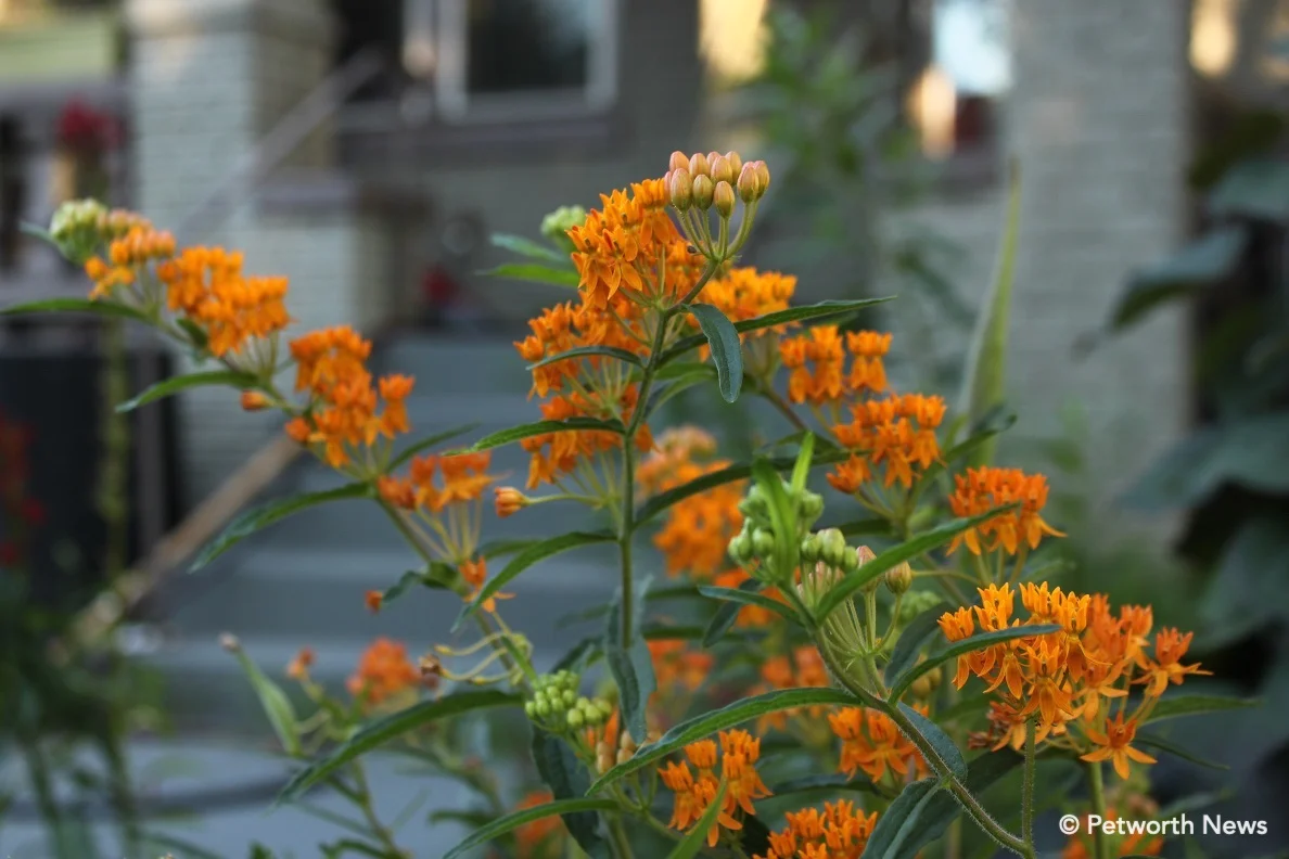 Butterfly weed on New Hampshire Avenue.