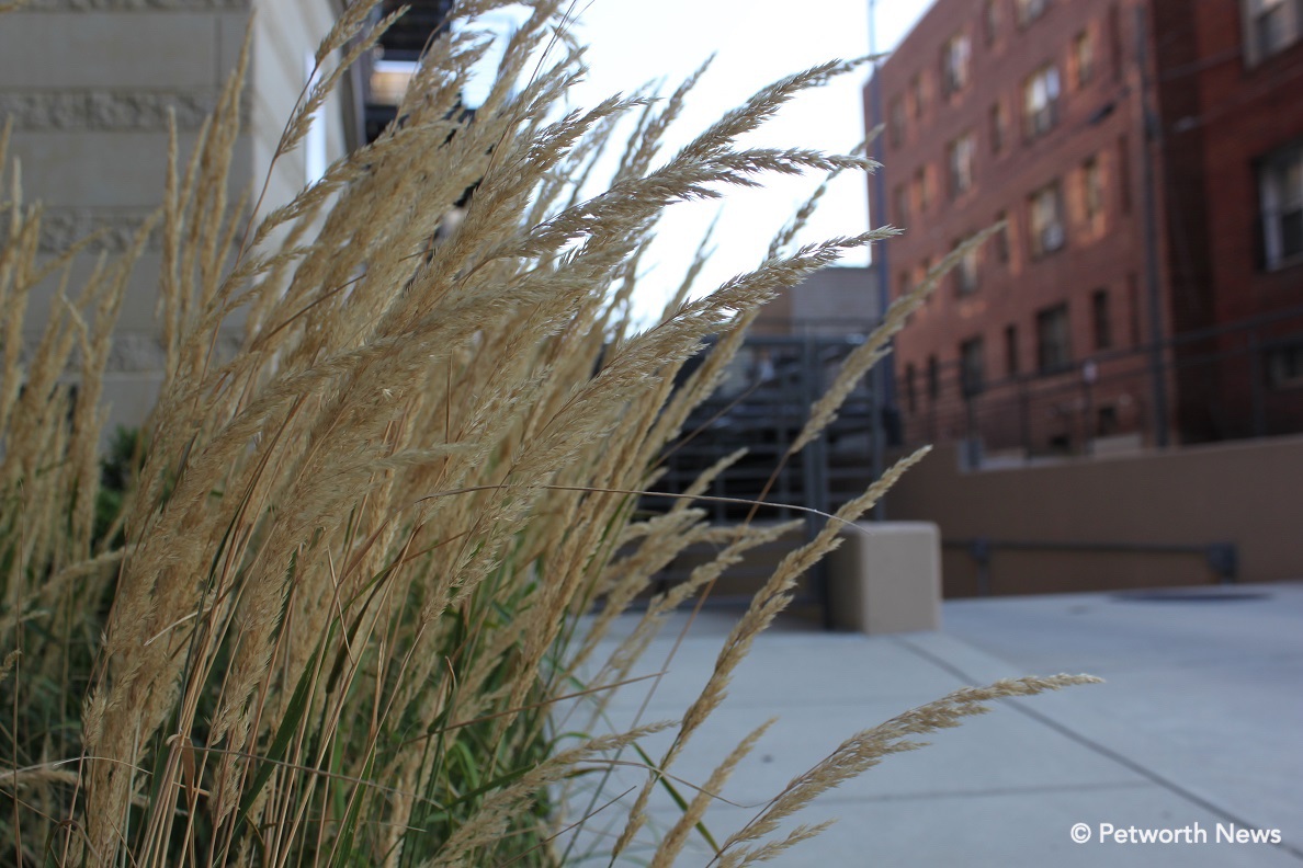 Feather Reed Grass on Quincy Street.