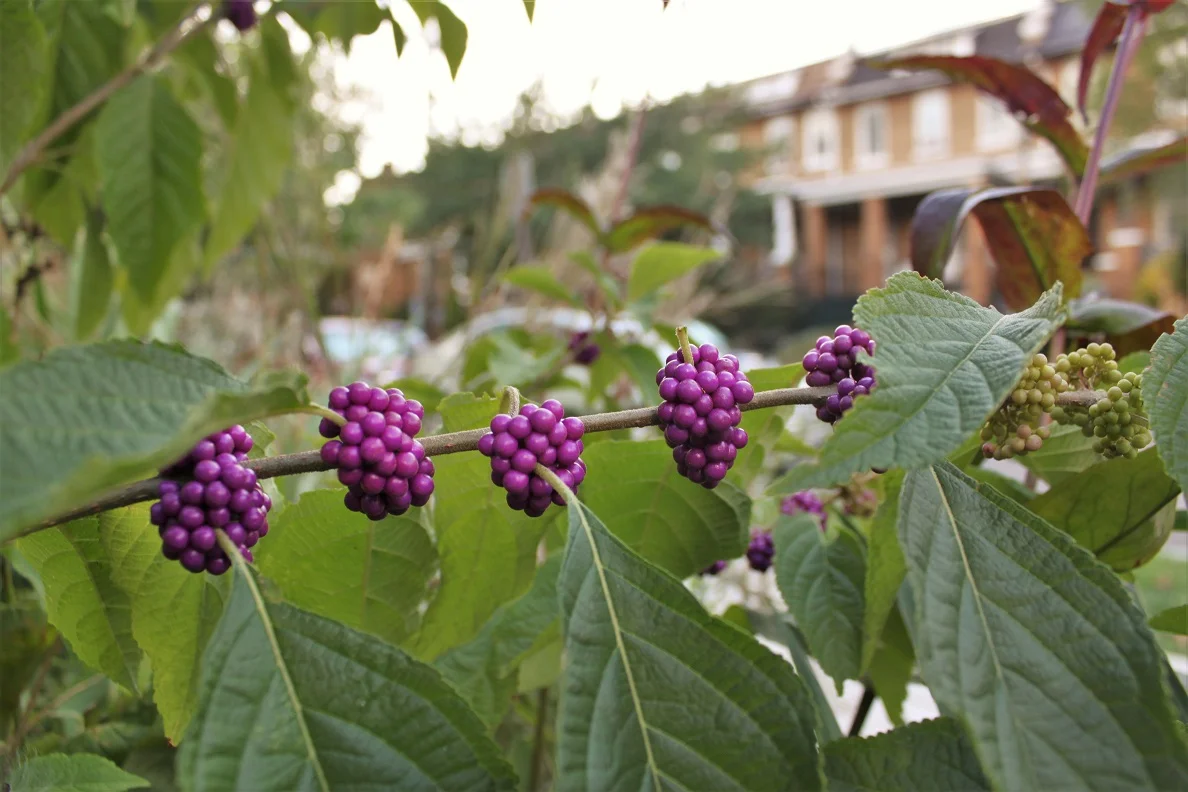 A beautyberry at the 4th and Buchanan triangle park