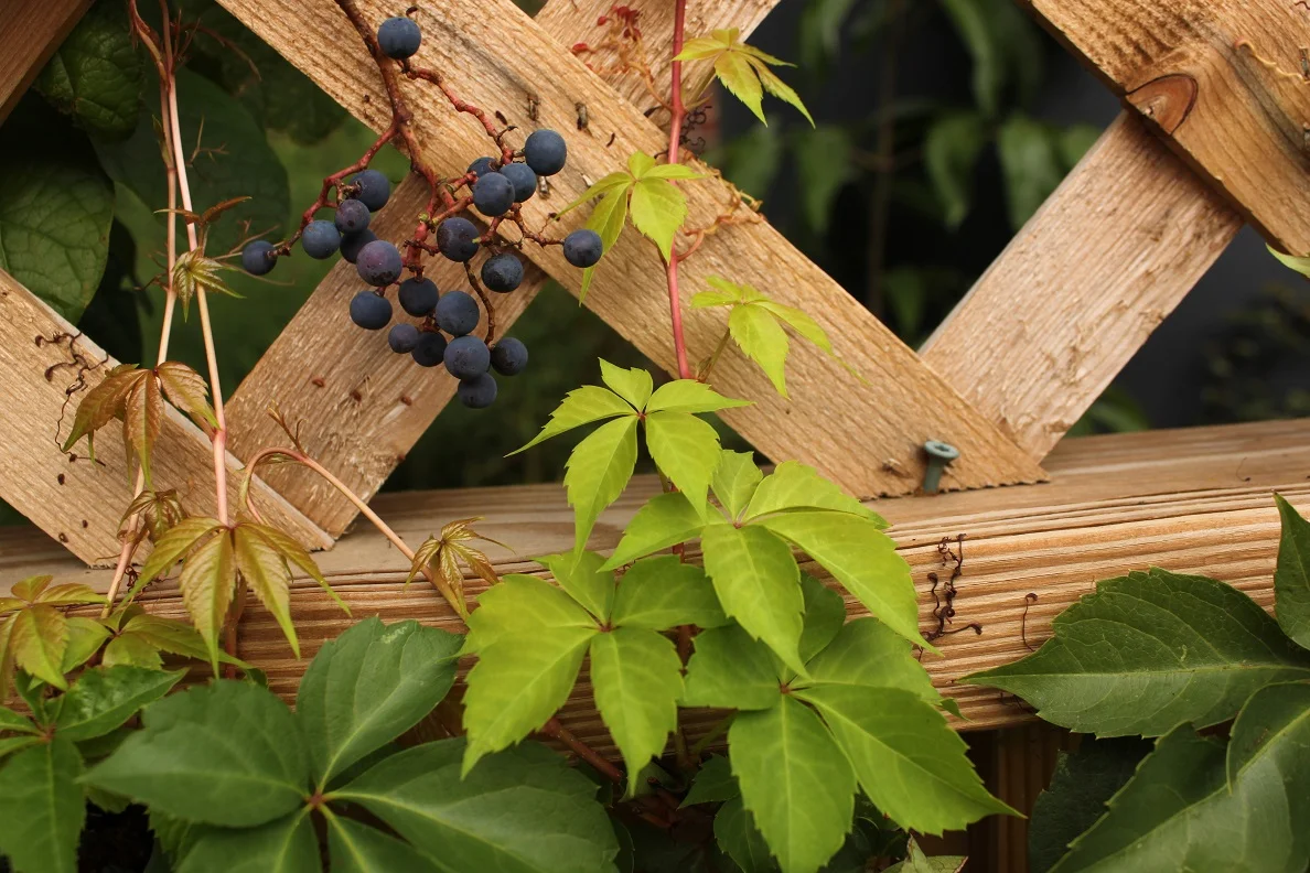 New foliage and berries of virginia creeper in a 4th Street alley