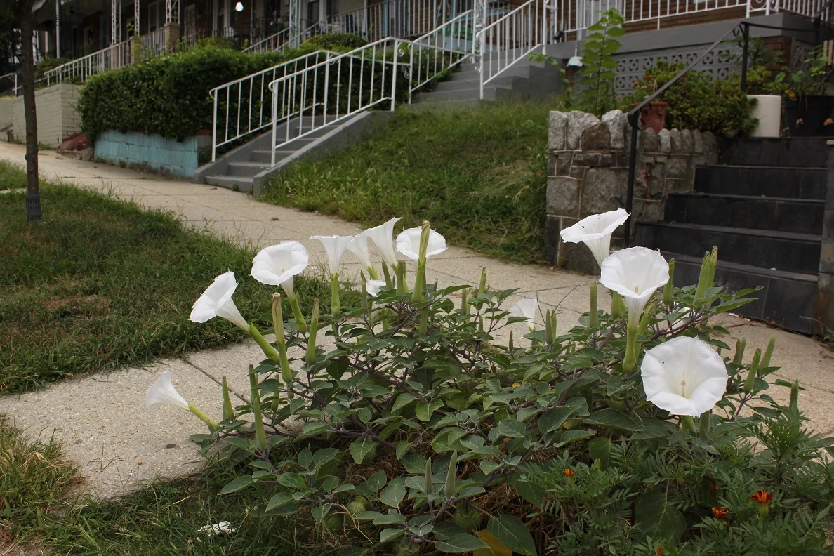 Moonflower is such a nicer sounding name... blooming on Buchanan Street NW.
