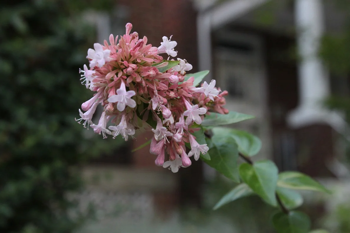 Abelia growing on Illinois Avenue NW