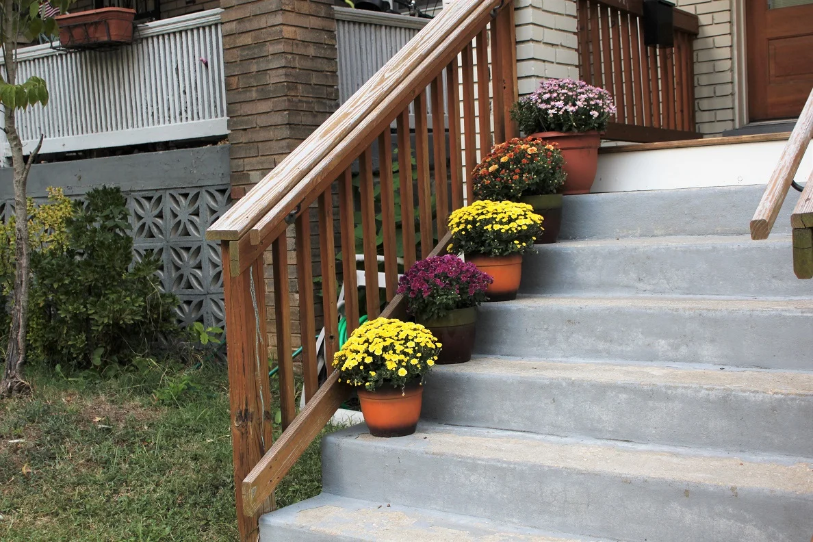 Mums lining porch stairs on 3rd Street NW