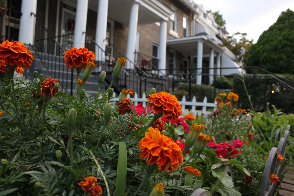 Marigolds on Illinois Avenue NW