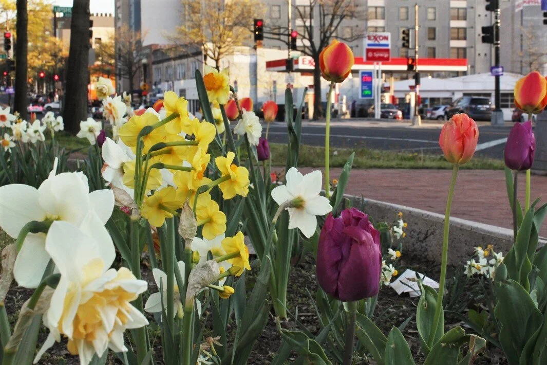 April showers bring crabapples, tulips, magnolias and more as Petworth blooms