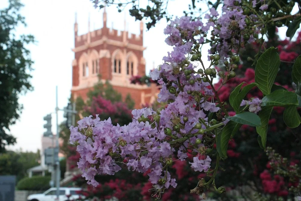 A lush Petworth blooms in August from the rain — Petworth News