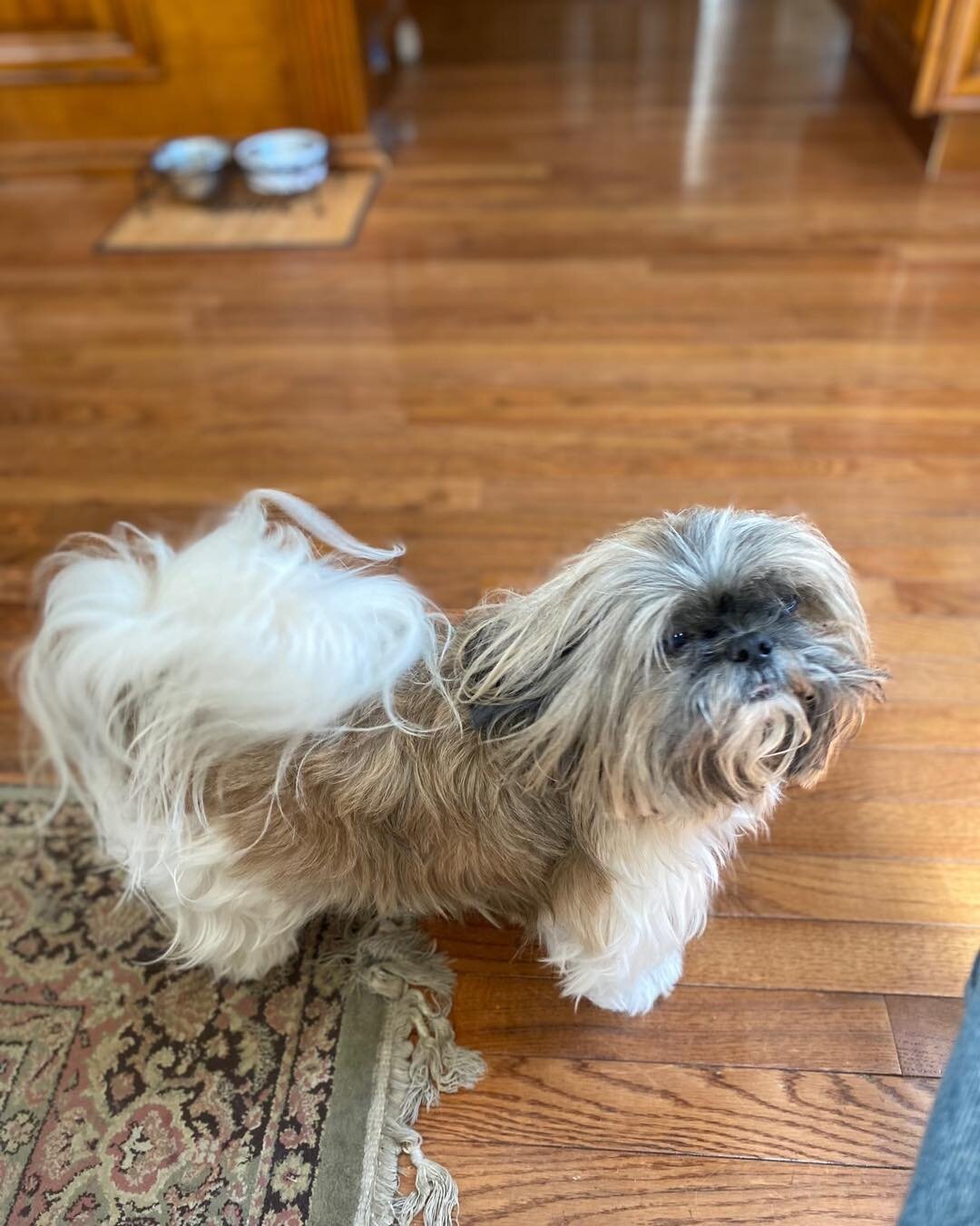 Update: Dog was seen walking around just before 5pm, and posted to local parents email listserv. Trying to connect them. 

A dog was allegedly stolen on 9th &amp; Allison tonight around 5:30/6p. 12 y/o Shih-Tzu named Jade. Owner said she called MPD b