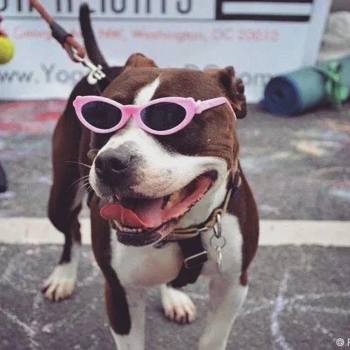 🐶 🐾 Register your furry companion for the Dog Show on Sept 7th at 3pm, and get a chance to win some great prizes! Enjoy a day of music, kids games &amp; activities, food, business &amp; restaurant specials and more! Learn more and register for the 