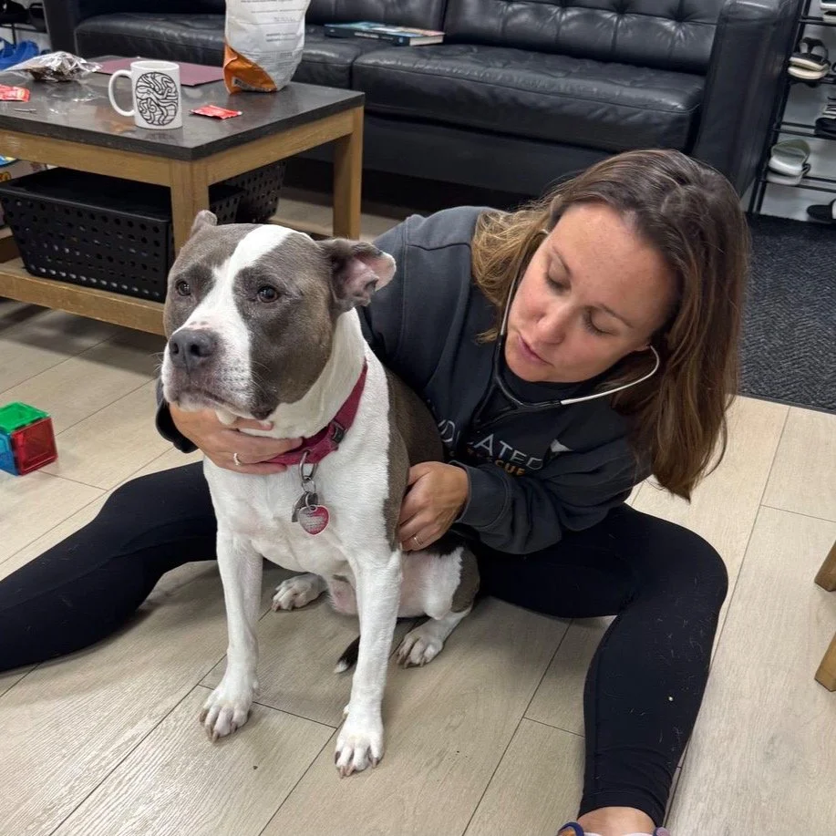 Petworth resident Dasha Perry has opened a mobile housecall veterinary practice called @perrypawsmobile, bringing veterinary health care to the home. Easier for your furry companions, easier for the ones who love them.

🐾 
More @ Linktr.ee/PetworthN