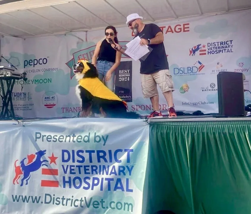 Get ready for Petworth's new "Dog Days of Summer" event on September 6th