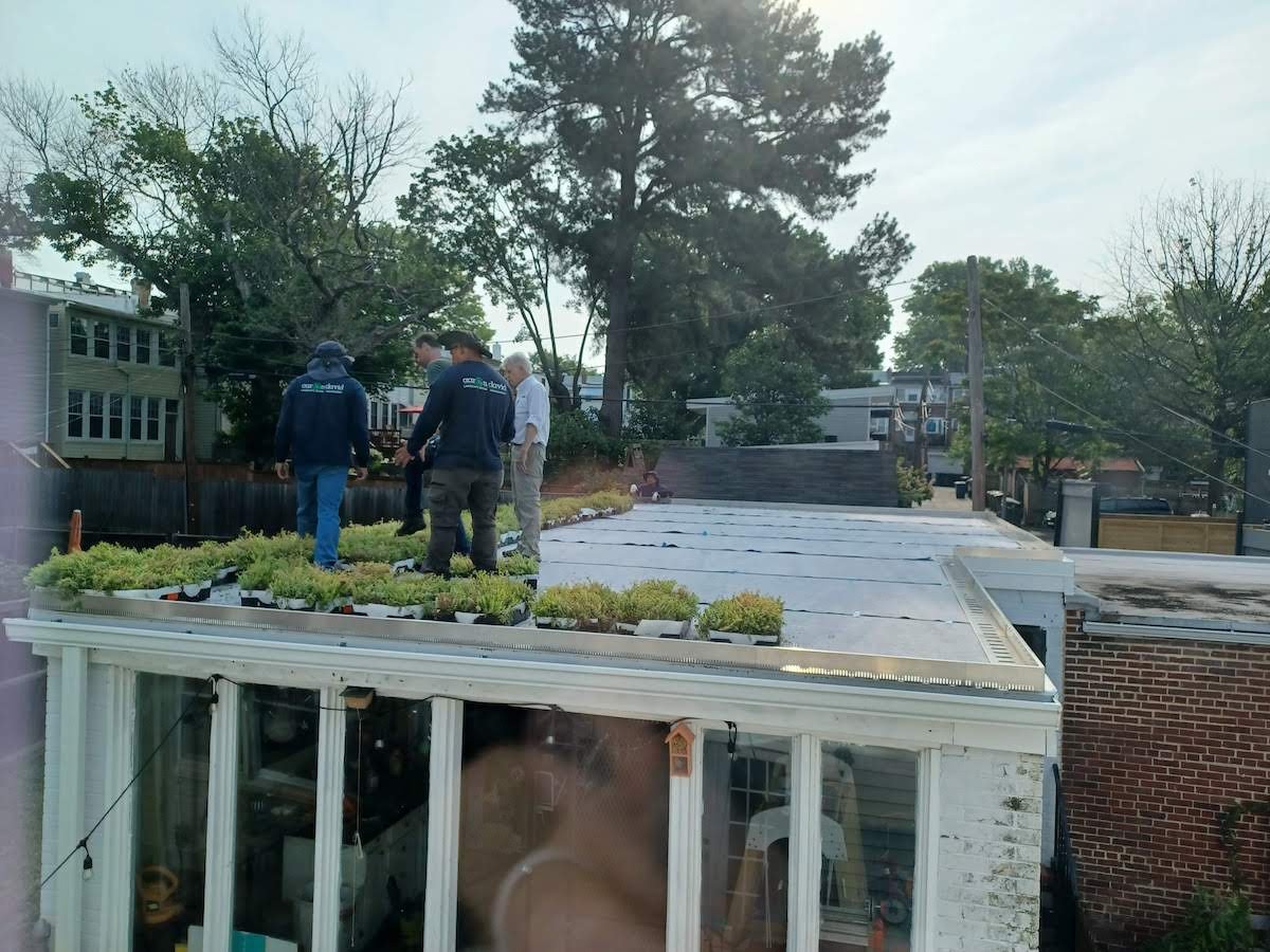 Turning a garage roof green and getting cool — Petworth News