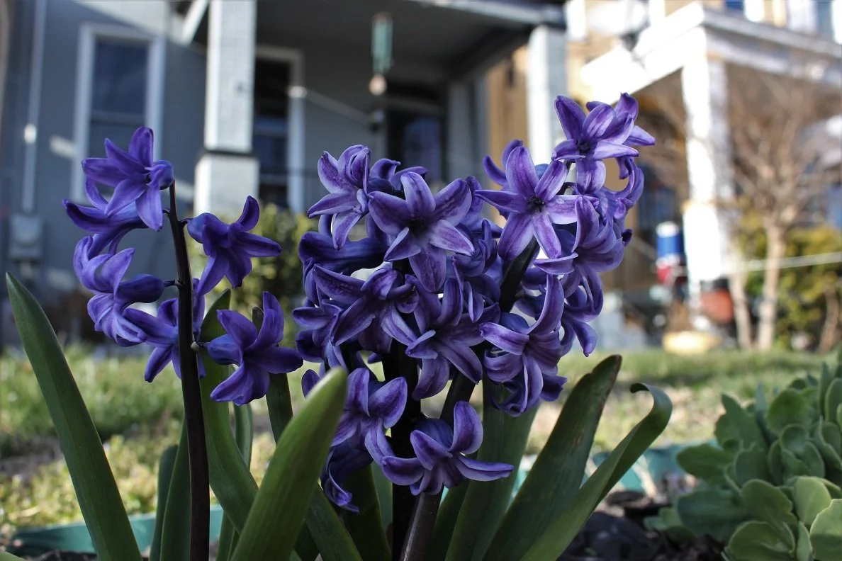 Petworth blooms again as Spring rains bring colors to our neighborhoods