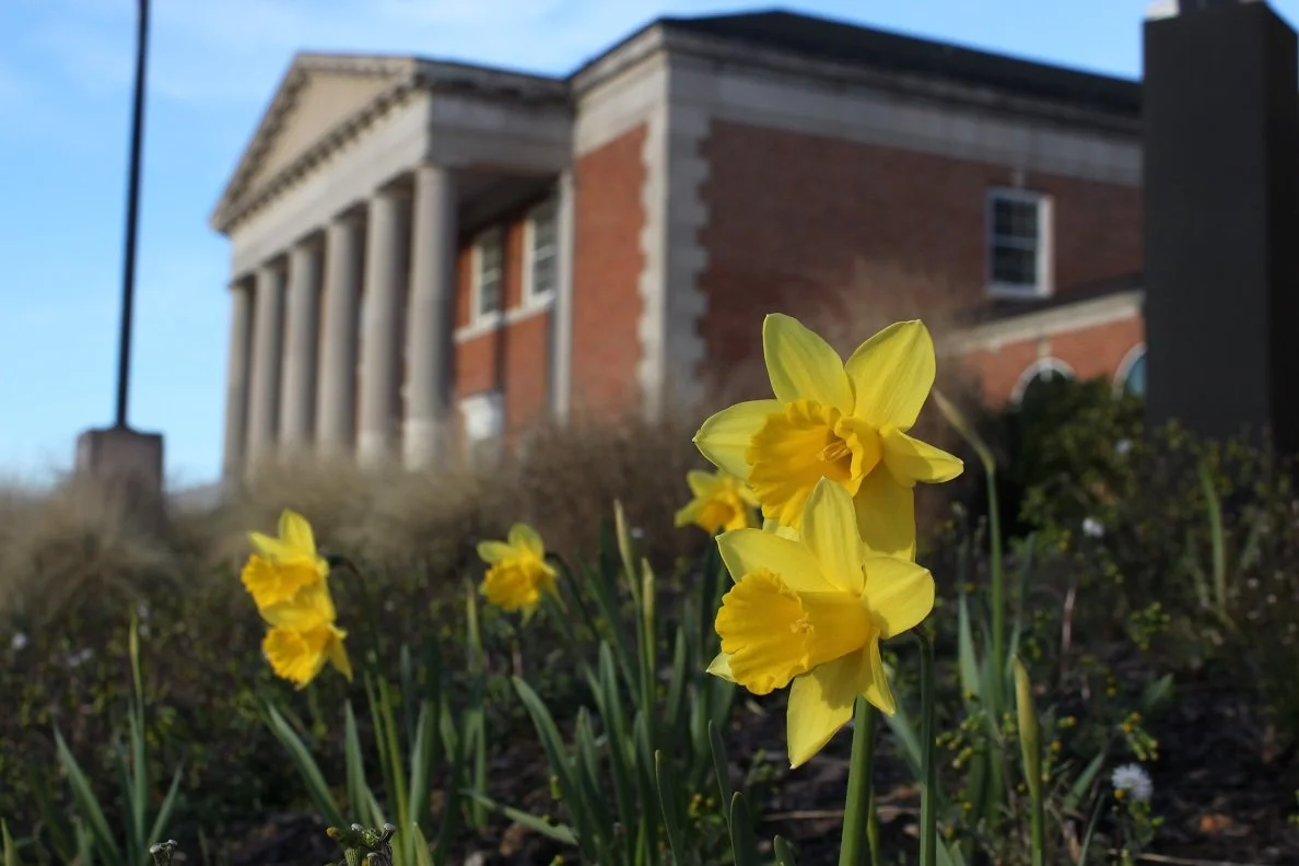 Petworth blooms again as Spring rains bring colors to our neighborhoods