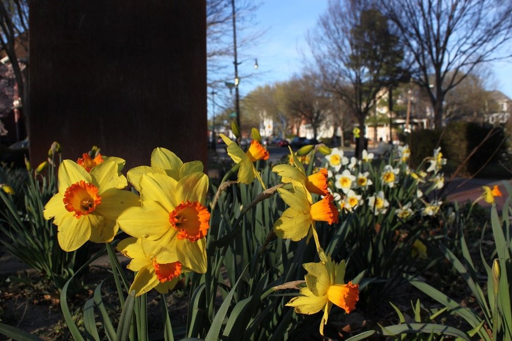 Petworth blooms again as Spring rains bring colors to our neighborhoods