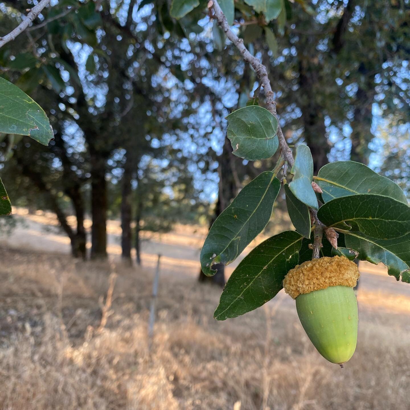 Fire season has reared its ugly head again, but here is one glorious, shining moment, with clear air, and a nice breeze and the promise of a beautiful, acornful fall and winter ahead. My favorite Canyon Live Oak looks like it&rsquo;s going to have a 