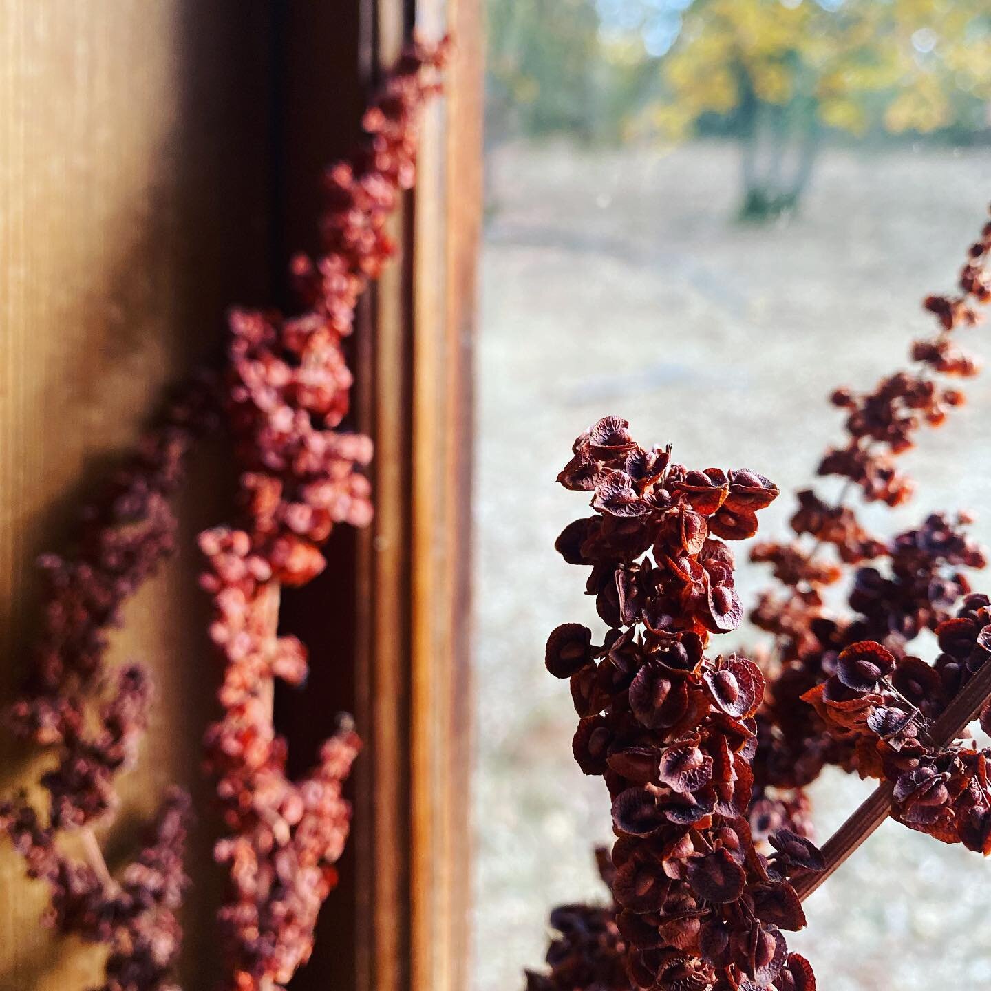 I just really can&rsquo;t get over how beautiful these dry dock stalks are. That color!!